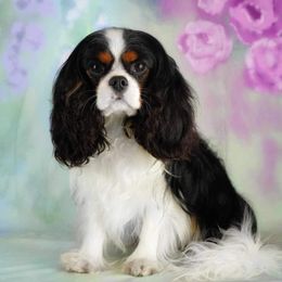 Kazimierz - Cavalier King Charles Spaniel