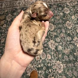 Rowan - Red merle male Miniature Australian Shepherd puppy in Ellendale, North Dakota from Ark Acres Kennels