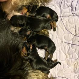 Billy - Black and tan male Yorkshire Terrier puppy in Lamar, Missouri from RJ’S Classy Yorkies