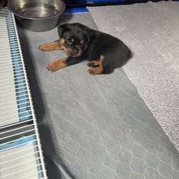 Girl 1 - Black and mahogany female Rottweiler puppy in Downingtown, Pennsylvania from Superior Family Kennels