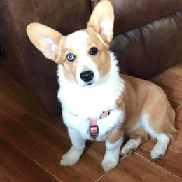 Emma - Pembroke Welsh Corgi