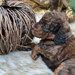 Pugsley - Sable male Bernedoodle puppy in Montverde, Florida from Central Florida Bernedoodles