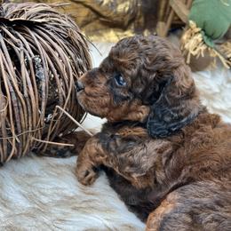 Pugsley - Sable male Bernedoodle puppy in Montverde, Florida from Central Florida Bernedoodles