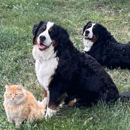 Olive - Bernese Mountain Dog