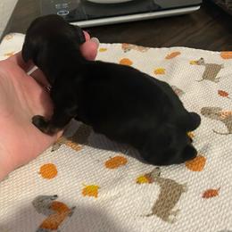 Clarice - Brindle female Dachshund puppy in Sparks, Nevada from Hursh’s Hounds