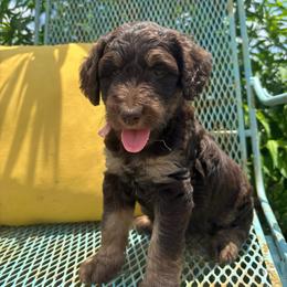 Pink - Phantom female Goldendoodle puppy in Seguin, Texas from Dude Ranch Doodles