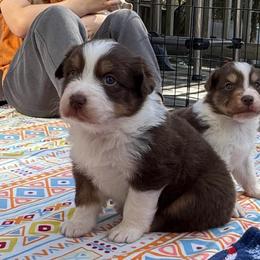 Hera - Red tri-color female Australian Shepherd puppy in Jacksonville, Florida from Solace Australian Shepherds