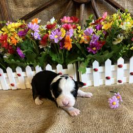 Black Tri Female - Black tri female Miniature American Shepherd puppy in Cowlitz County, Washington from Pleasant Woods Miniature American Shepherds