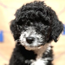 Yellow Boy A''Pollo" - Aussiedoodle puppy in Bend, Oregon from Bella Ridge Farms & Dapper Doodles