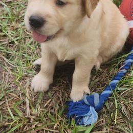 Golden Retriever Puppies from Stellar Acres Golden Retrievers