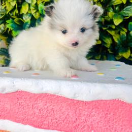 Calypso - Blue merle female Pomeranian puppy in Buck Valley, Pennsylvania from Buck Valley Pomeranians