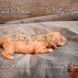 Abigail - Red female Dachshund puppy in Blanchard, Oklahoma from Dusty Road Doxies