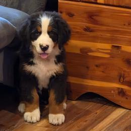 Stella - Black tan and white female Bernese Mountain Dog puppy in Gaffney, South Carolina from Circle D Farms