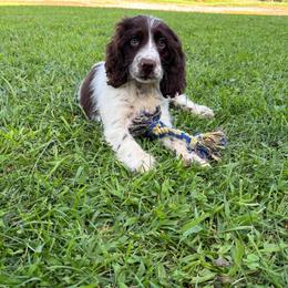 Ethel - Liver and white female English Springer Spaniel puppy in Rogers, Ohio from StoneyBrook Setters