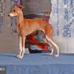 Aria - Italian Greyhound