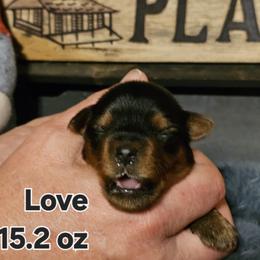 Love - Black and tan female Yorkshire Terrier puppy in Terrell, Texas from PBJ Farms