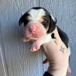 Nate - Black brown and white male Basset Hound puppy in New Mexico from Long Dog Ranch