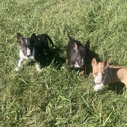 Miniature Bull Terrier puppies from Spitfire Miniature Bull Terriers