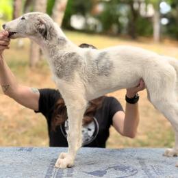 Silla - Silver brindle female Borzoi puppy in Sherwood, Oregon from Arcaniss Borzoi