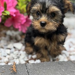 Yorkie girl - Black and tan female Yorkshire Terrier puppy in Massachusetts from Happy Tail Yorkies and Maltese