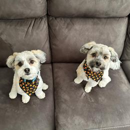 Fin and Beau - Cream male Havanese puppy in Provo, Utah from New Canyon Havanese & Coton Puppies