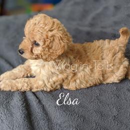 Bernedoodle and Cavapoo Puppies from Wag'in Tails