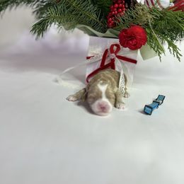 Teddy - Apricot male Australian Labradoodle puppy in Auburn, California from Poodles and Labradoodles breeder