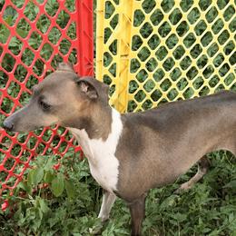 Ellie Mae - Italian Greyhound