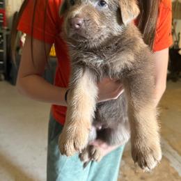 Black girl - Blue female German Shepherd puppy in Tipp City, Ohio from Urekar Haus