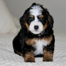 Ollie - Tri-color male Bernedoodle puppy in Apple Creek, Ohio from Cuddle Paws
