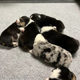 American Corgis and Pembroke Welsh Corgis from Boshart Farm