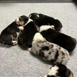 American Corgis and Pembroke Welsh Corgis from Boshart Farm