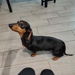 Lily - Dachshund