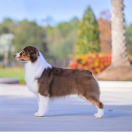 Oscar - Australian Shepherd