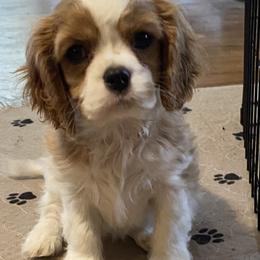 Alan - Blenheim Cavalier King Charles Spaniel puppy in Anderson, California from Norcal Cavaliers of Northern California