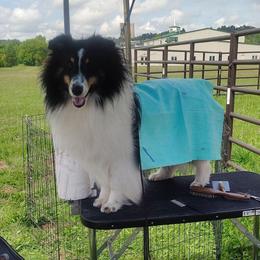 Demi - Shetland Sheepdog