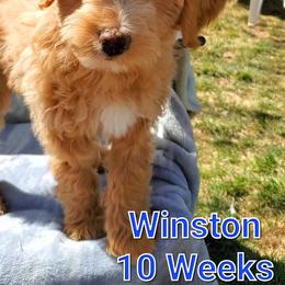 Aussiedoodle Puppies from Color Country Doodles