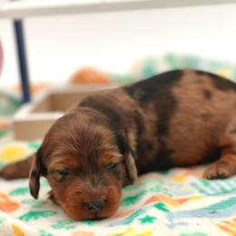 Dachshund Puppies from EntityDachs