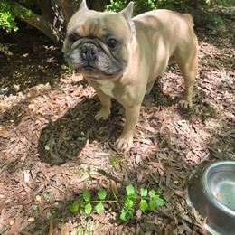 Dewy - French Bulldog
