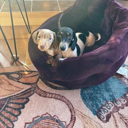 Dachshund Puppies from Salchi Dog miniature dachshunds