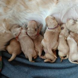 Golden Retriever Puppies from Superior Gold Golden Retrievers
