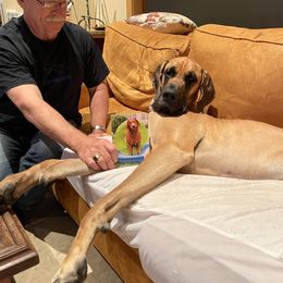 Great Dane Puppies from Paxton Great Danes