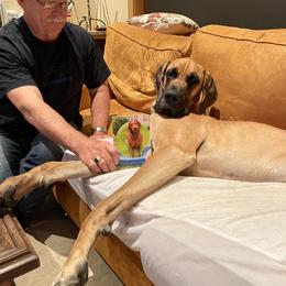 Great Dane Puppies from Paxton Great Danes