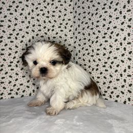 Faith - Tricolor female Shih Tzu puppy in Mountain Grove, Missouri from Happy Hounds and More🐾