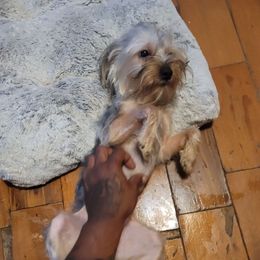 Dex - Silky Terrier
