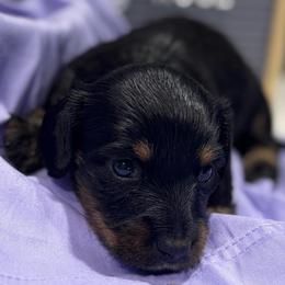 Rose - Black and tan female Dachshund puppy in Asheboro, North Carolina from With Love From Maggie