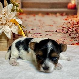 Ivy. 5200 - Black tan and white female Biewer Terrier puppy in Nicholls, Georgia from Southeast Biewers
