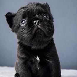 Ellie - Tricolors female French Bulldog puppy in Porter, Texas from Whatabulldog