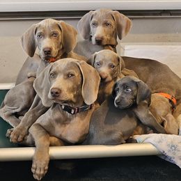 Weimaraners from Shade of Grey Weimaraners