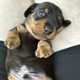 Dachshund puppies from Michael Egnor